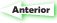 Anterior